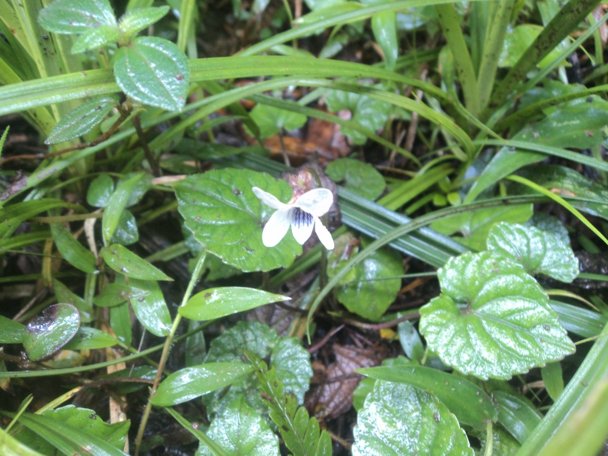 Viola pilosa Blume